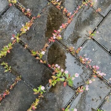 ６月